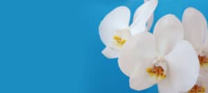 Bild einer weißen Orchidee vor blauem Hintergrund